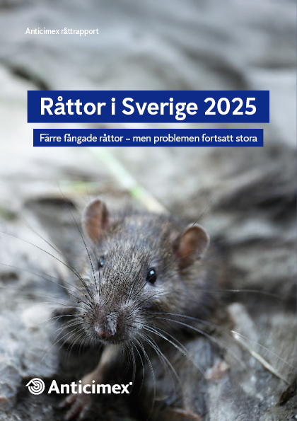 Framsida Anticimex rapport "Råttor i Sverige 2025 - färre fångade råttor men problemen fortsatt stora"