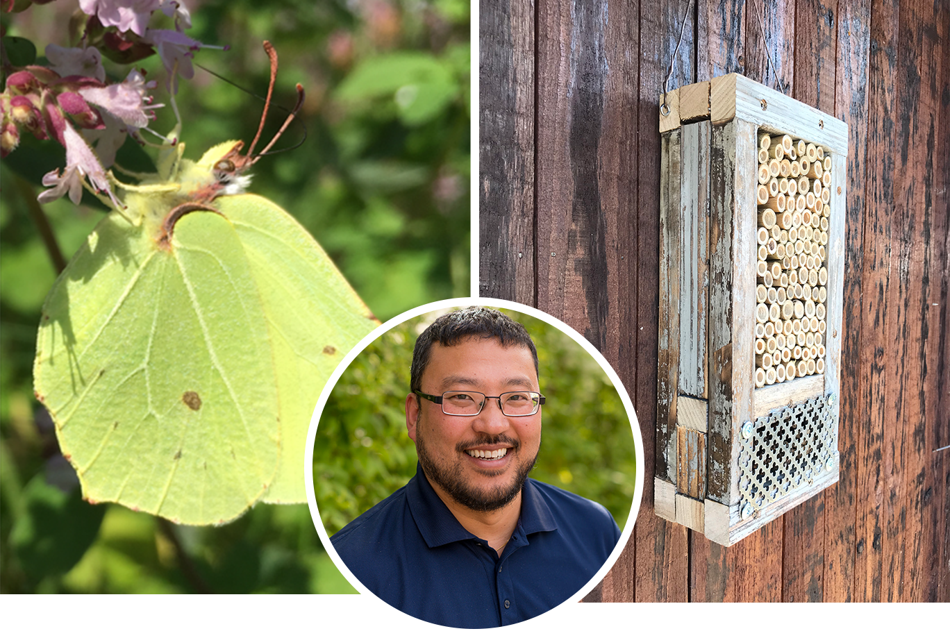 Collage med porträtt av Anticimex biolog och skadedjurexpert Thomas Persson Vinnersten, ett insektshotell på en träbakgrund och en gul-grön fjäril som hämtar nektar från en blomma
