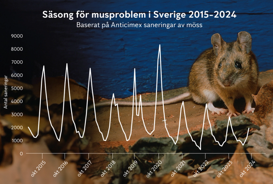 Anticimex graf över saneringar av möss i Sverige per mussäsong 2015 till 2024