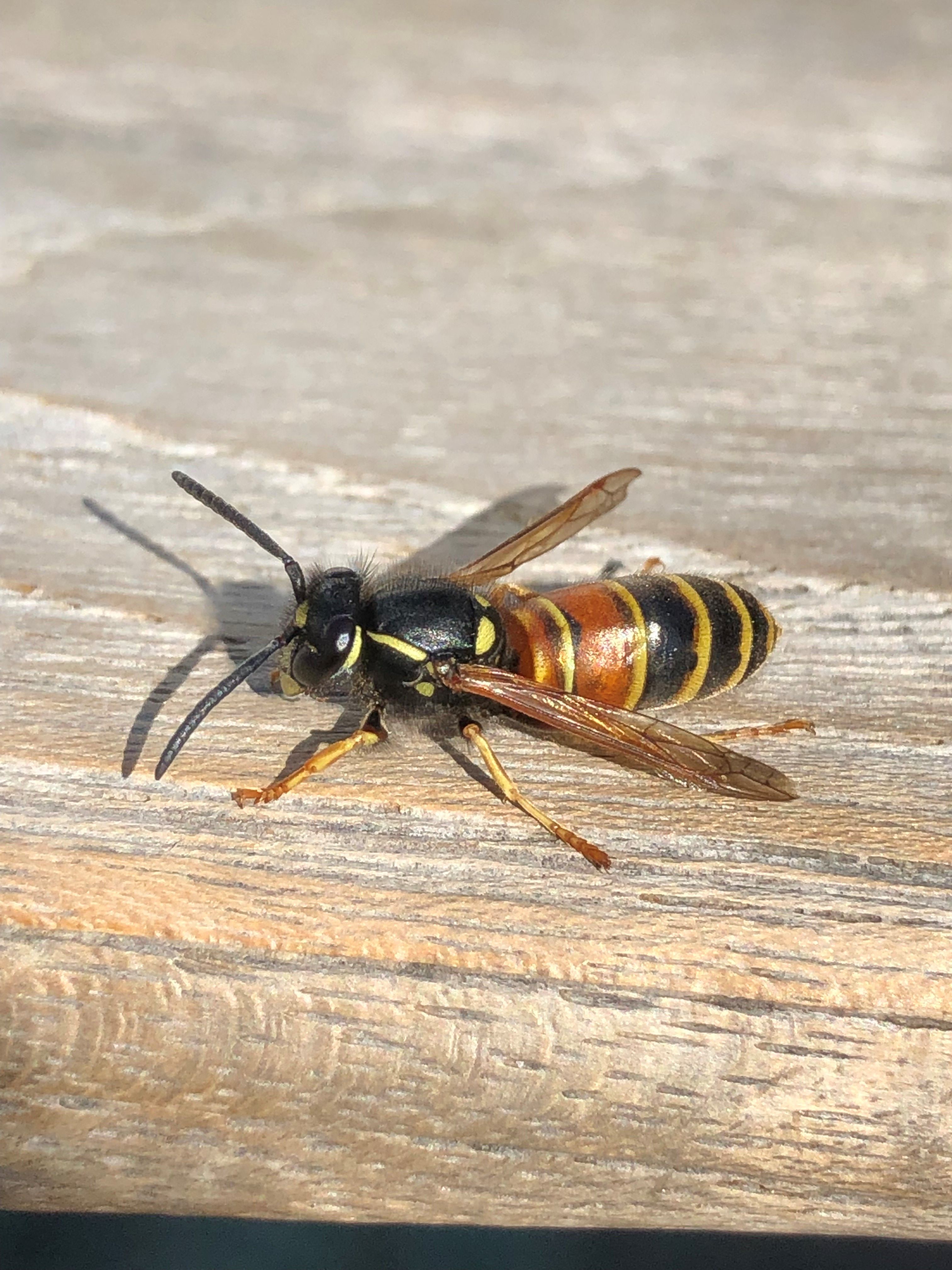 Rödbandad geting på trä