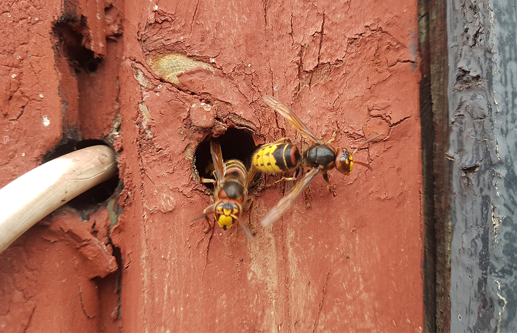 Bålgetingar flyger ut från hålighet i husvägg