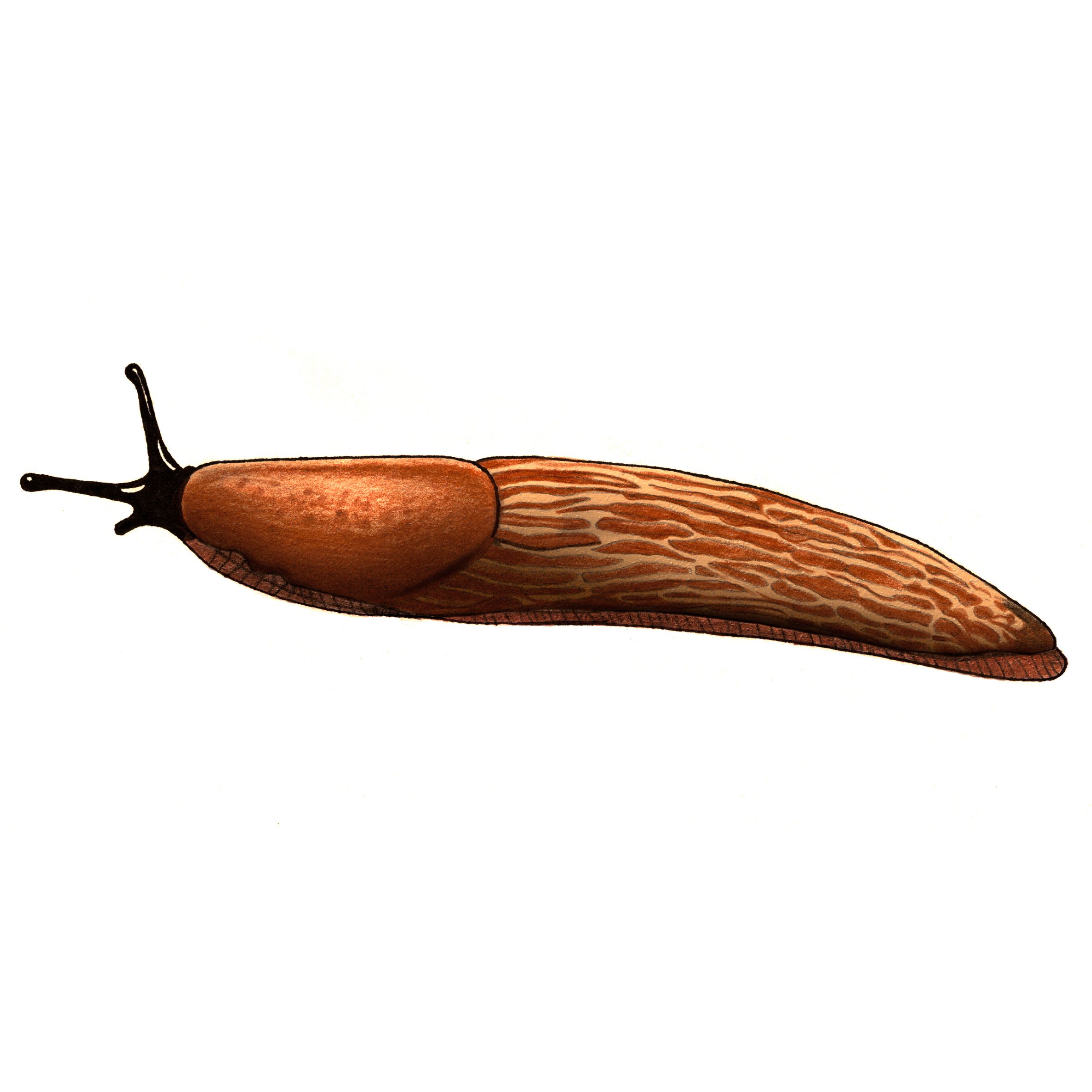 Snigel, illustration