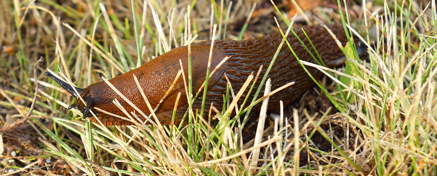 Snigel i gräs