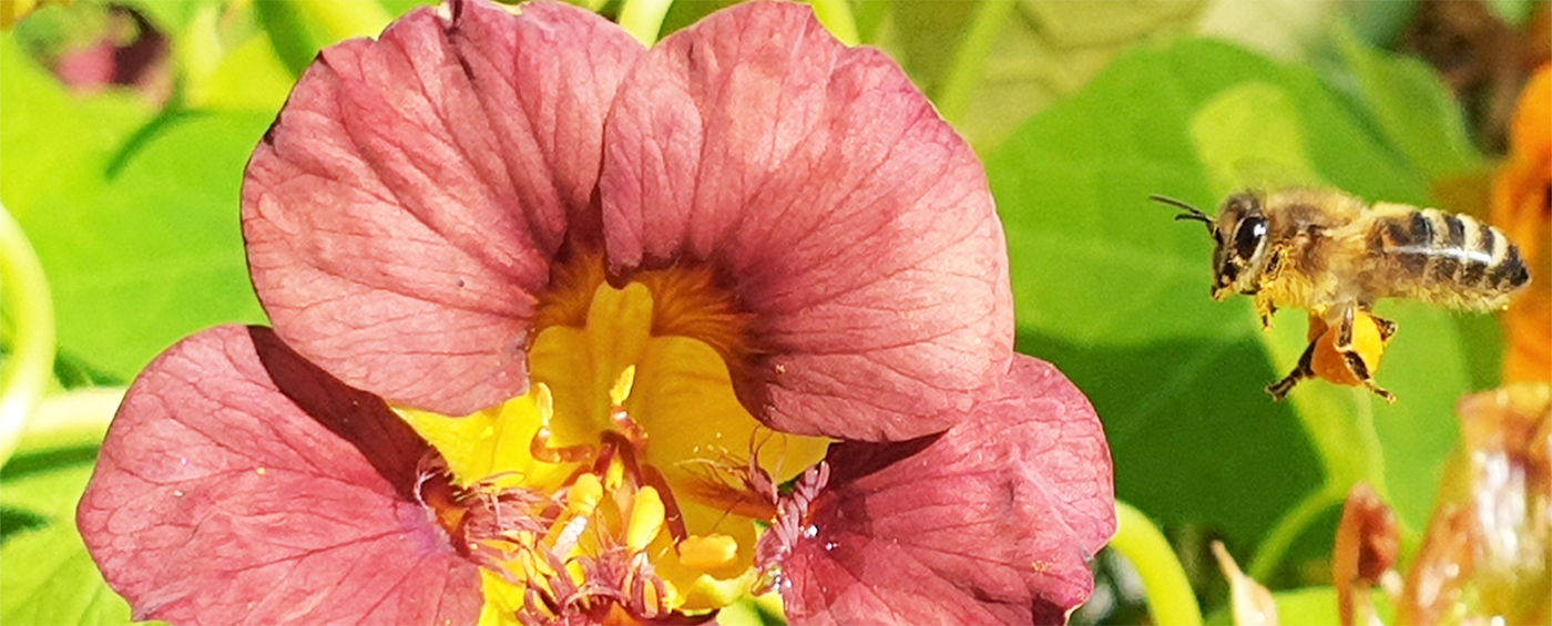 Bi flyger till rosa blomma