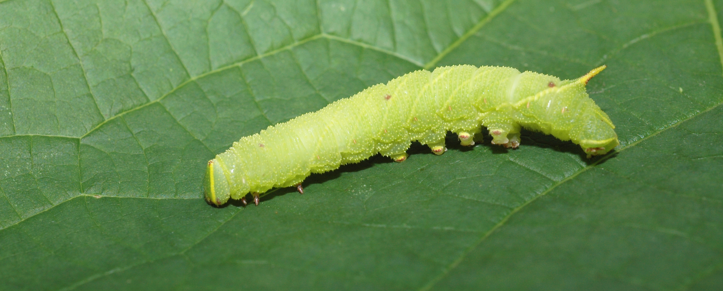 Grön fjärilslarv på ett blad
