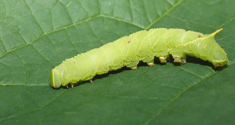 Grön larv på blad