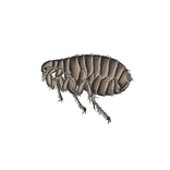 Illustration av loppa