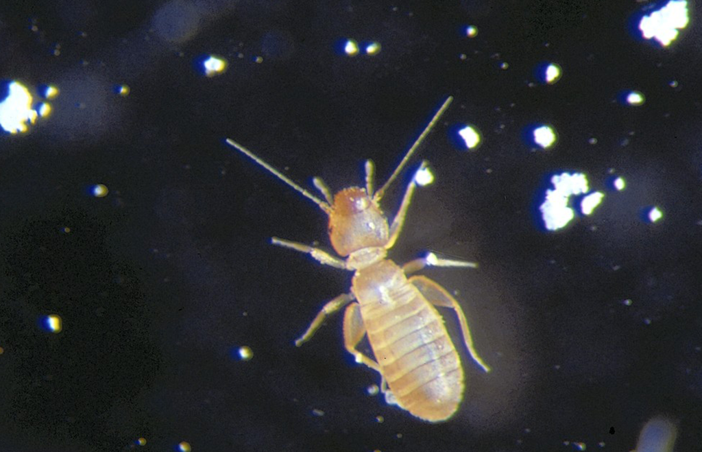 Damm och boklus på nära håll