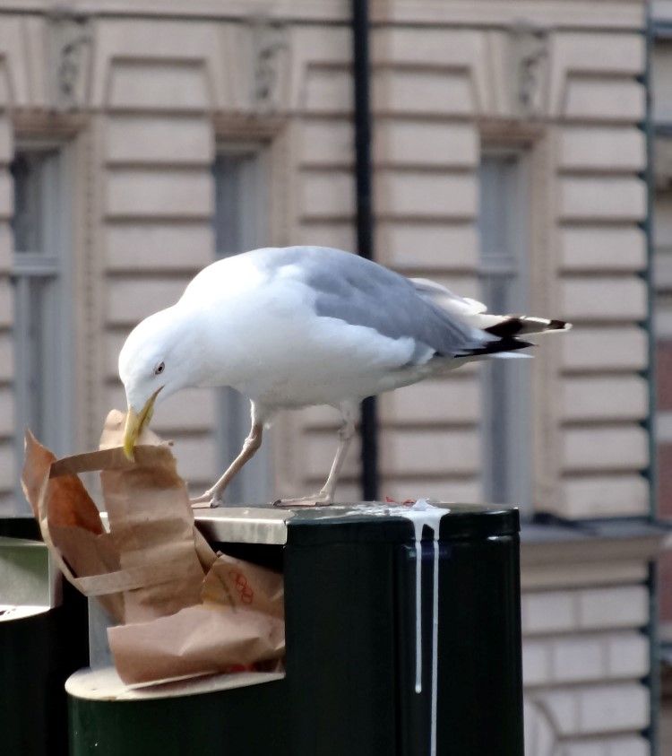 Mås som äter skräp