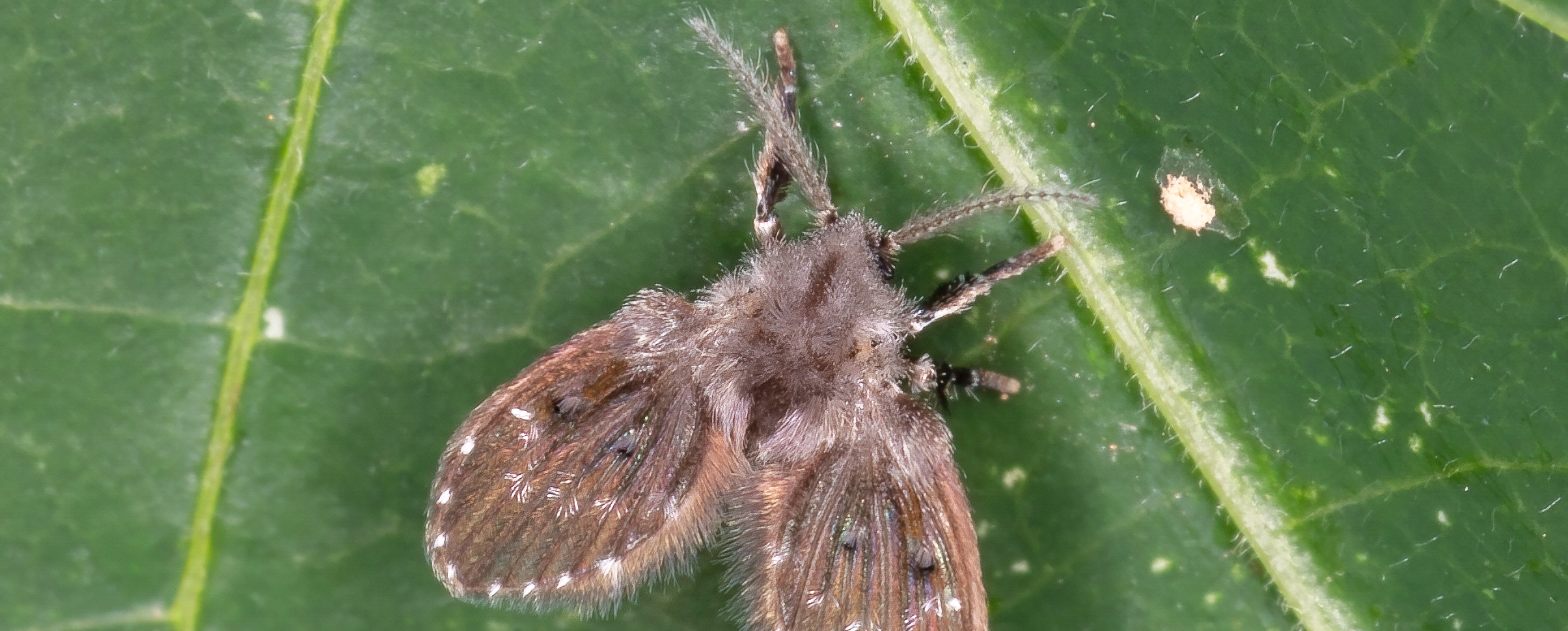 Fjärilsmygga på ett blad