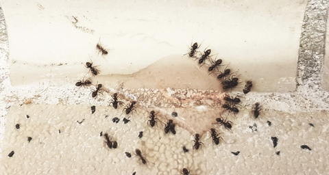 Svartmyror som går på en rad på beige kakelplattor