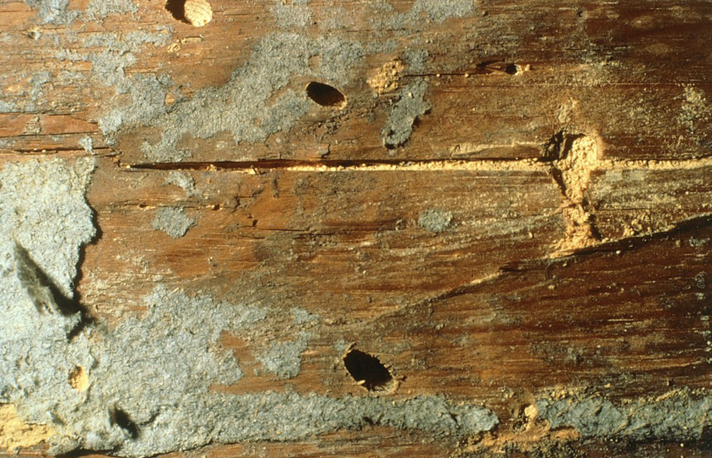 Husbock - flyghål, angripet trä