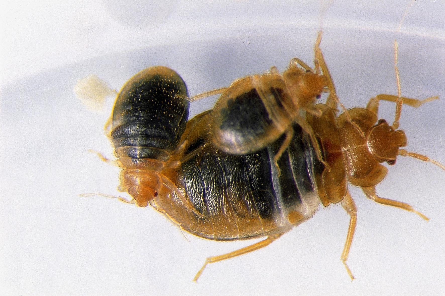 Vägglöss, Cimex lectularius och nymfer