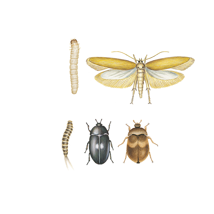 Illustration av garderobsinsekter