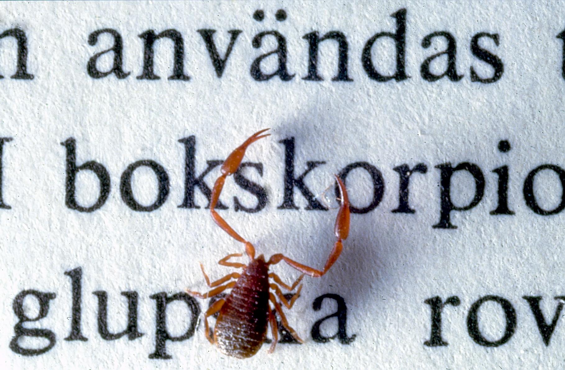 Klokrypare, Pseudoscorpionidae på papper med text