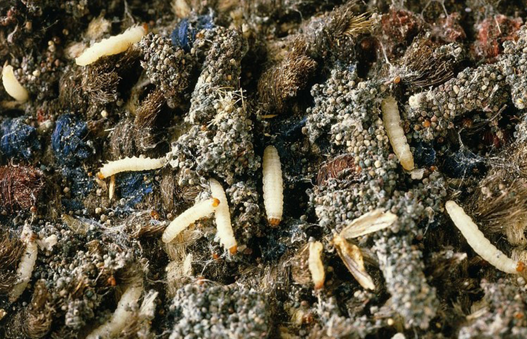 Klädesmal - larv på matta