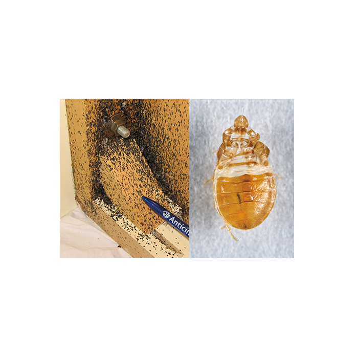 Tecken på vägglöss, spillning och hudömsning