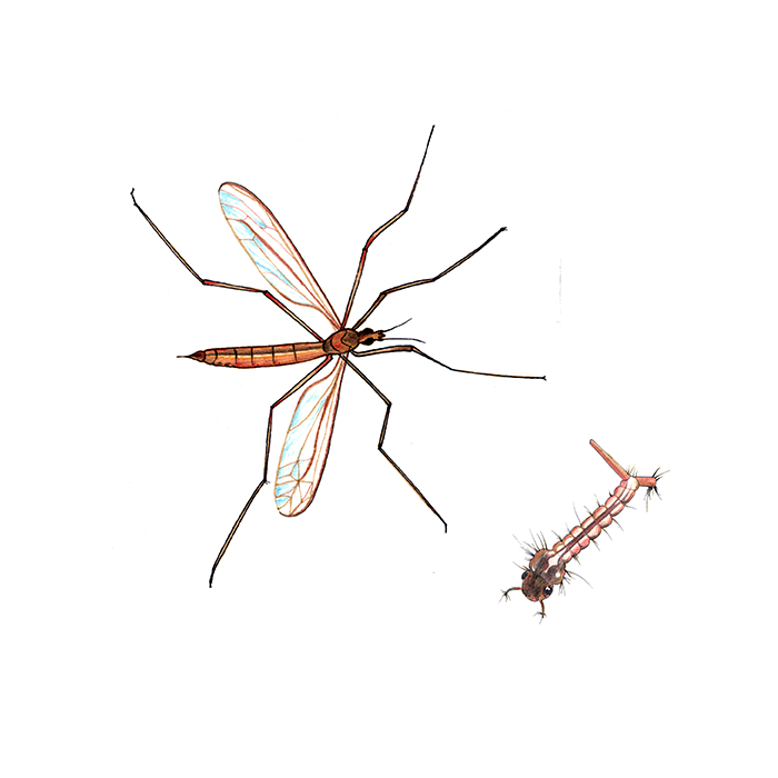 Illustration av mygg