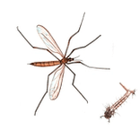 Illustration av mygg