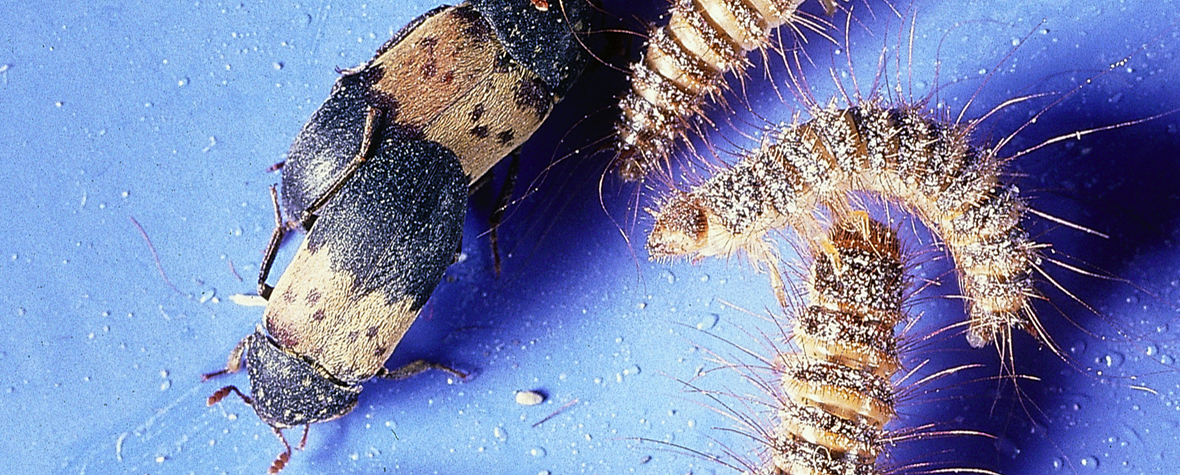 Fläskängrar och larver