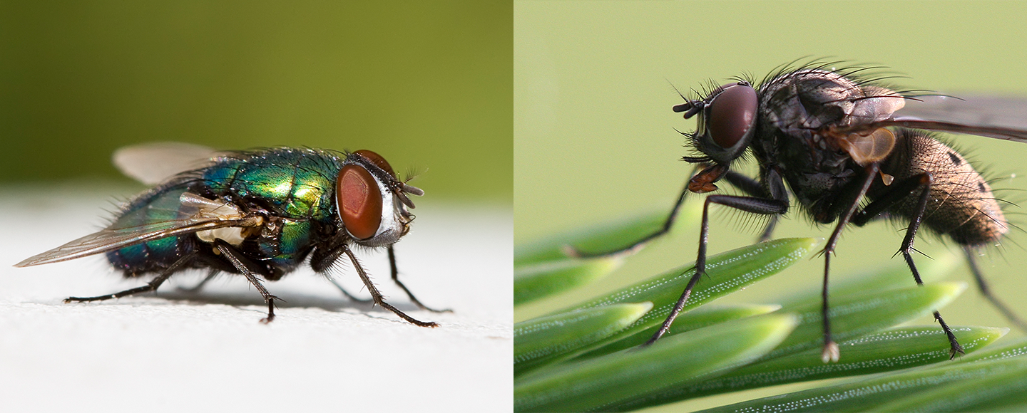 Kollage med två flugor