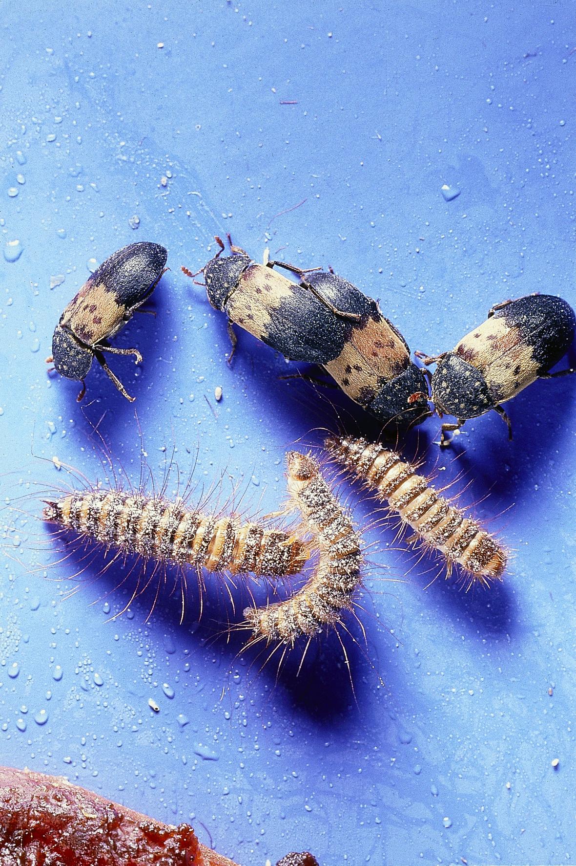 Fläskänger, larv, Dermestes lardarius