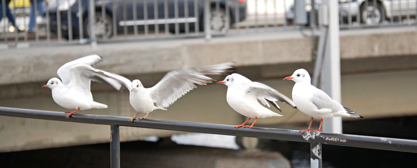 Fåglar som sitter på ett räcke i en stad