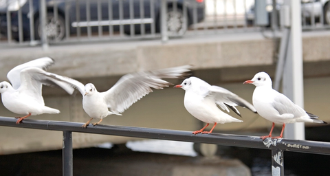 Fåglar som sitter på ett räcke i en stad