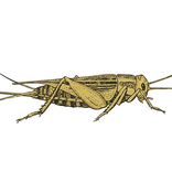 Illustration av gräshoppa, syrsa