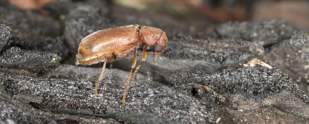 Mjuk trägnagare på bark