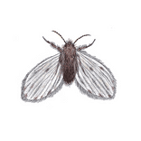 Illustration av fjärilsmygga