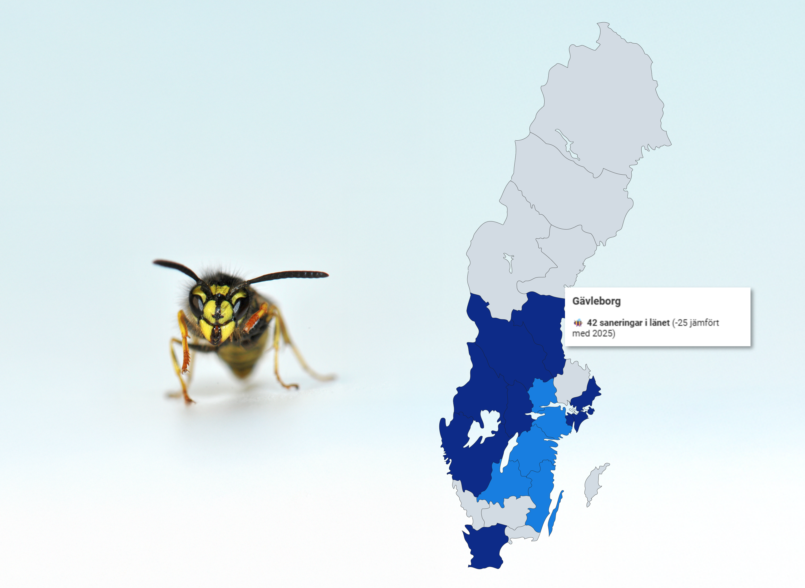 Anticimex Getingkarta med färggradeirng utifrån antal saneringar av getingar i Sverige per län, på en ljusblå bakgrund med en geting framifrån