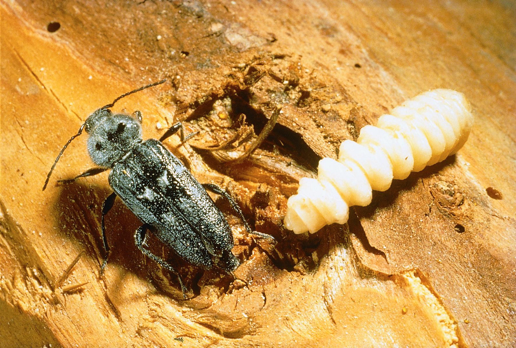 Husbock och larv på trä