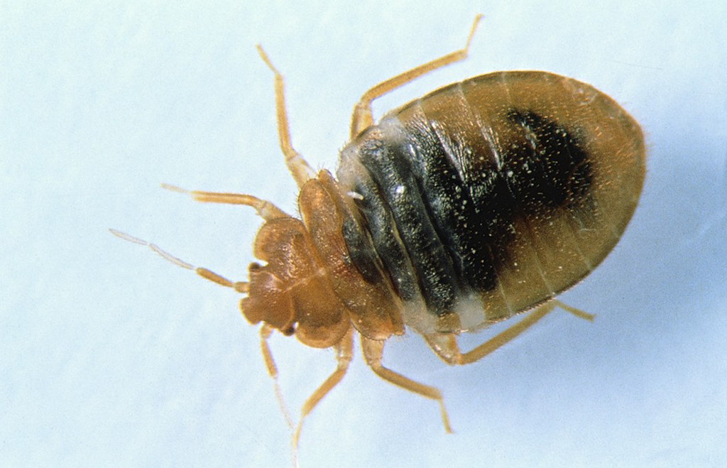 Vägglus på vit bakgrund