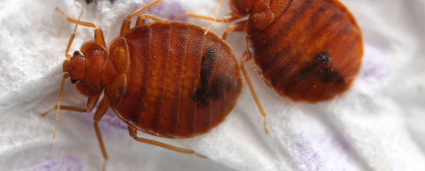 Vägglöss på vitt underlag