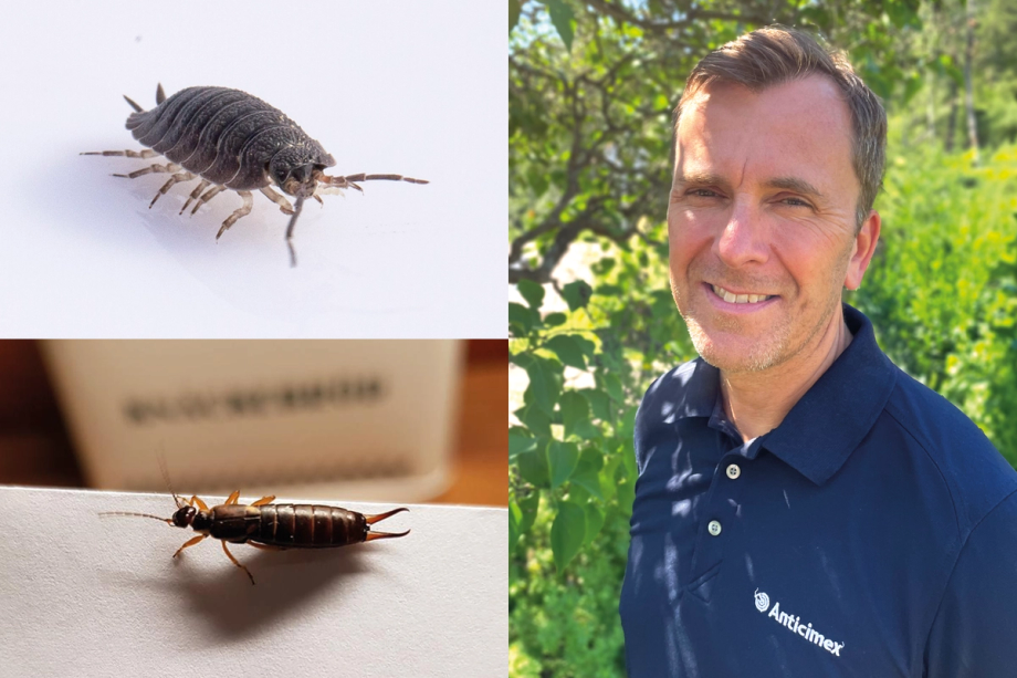 Collage gråsugga på vit bakgrund, tvestjärt inomhus och porträtt på Anticimex skadedjursexpert Anders Brandin
