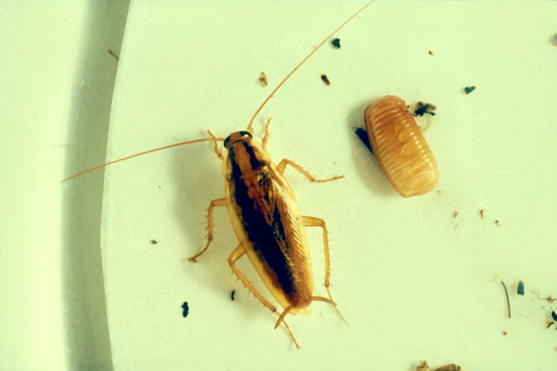 Tysk kackerlacka, Blatella germanica och äggkapsel