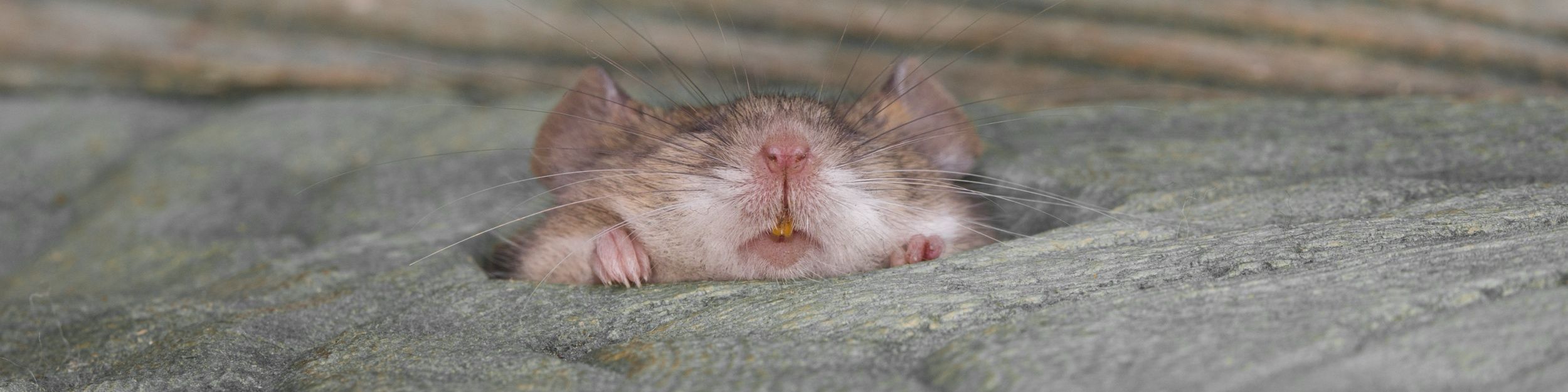 En liten mus som sticker upp sitt huvud