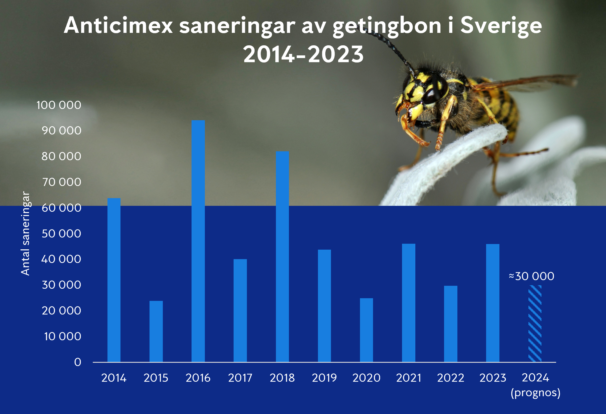 Graf över Anticimex saneringar av getingar 2014 till 2023 plus prognos sommaren 2024