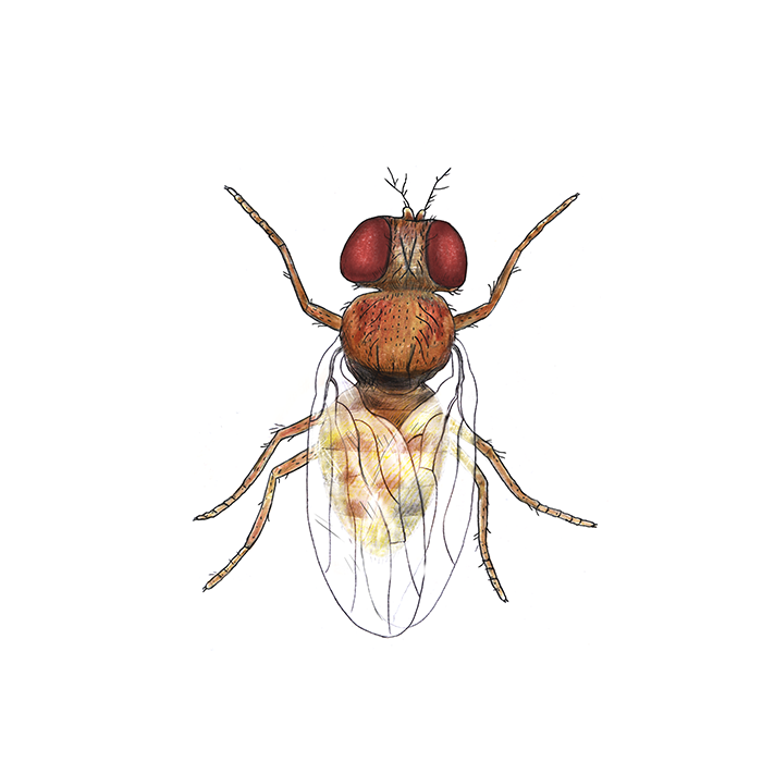 Fruktfluga, illustration
