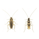 Illustration av två kackerlackor