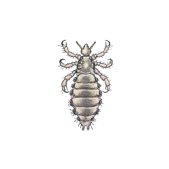 Illustration av en lus