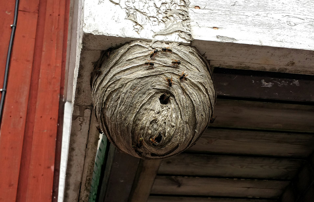 Getingar och getingbo på hus