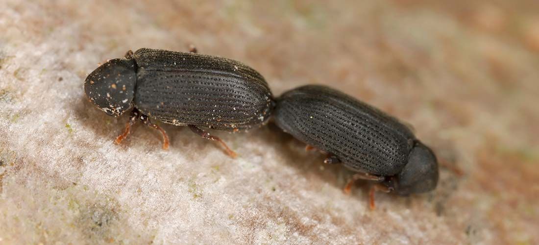 Strimmiga trädgnagare