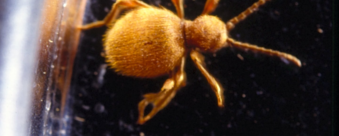 Tjuvbagge, mässingsbagge