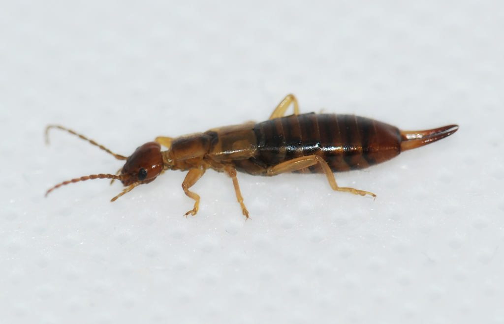 Tvestjärt på papper