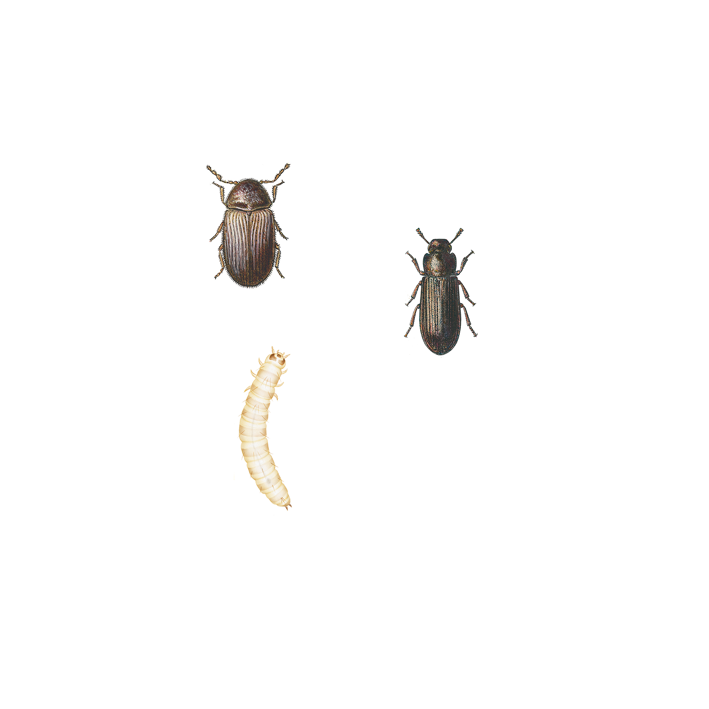 Illustration av insekter som finns i skafferi