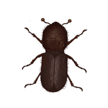 Illustration av barkborre