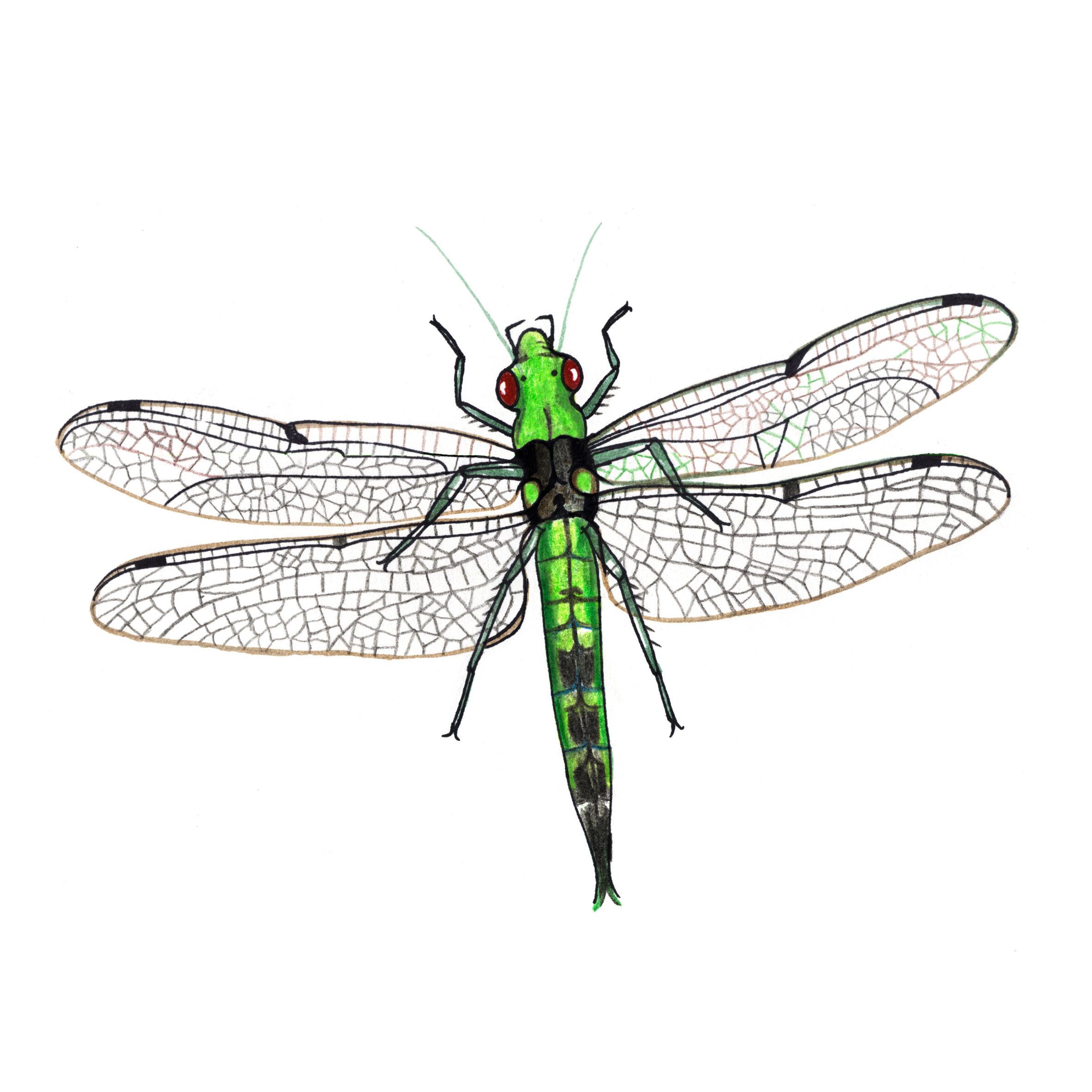 Slända, illustration