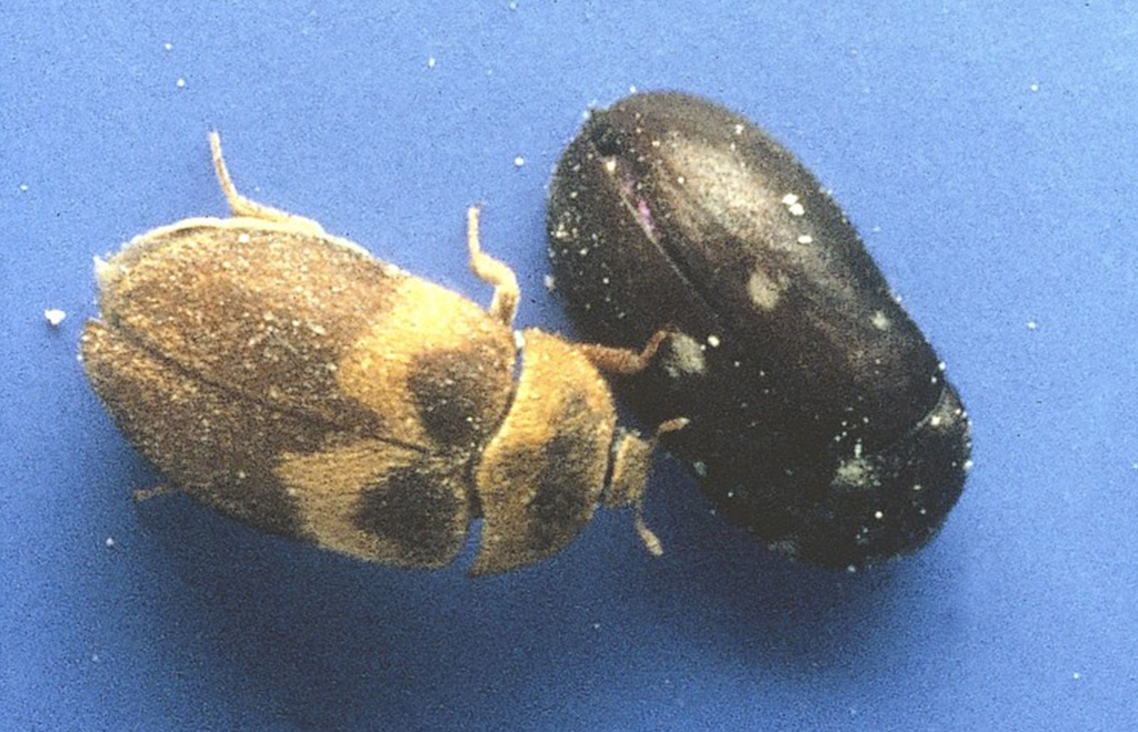 Pälsängrar - vågbandad och vanlig på blå bakgrund